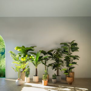 LANZAMIENTO PLANTAS 1